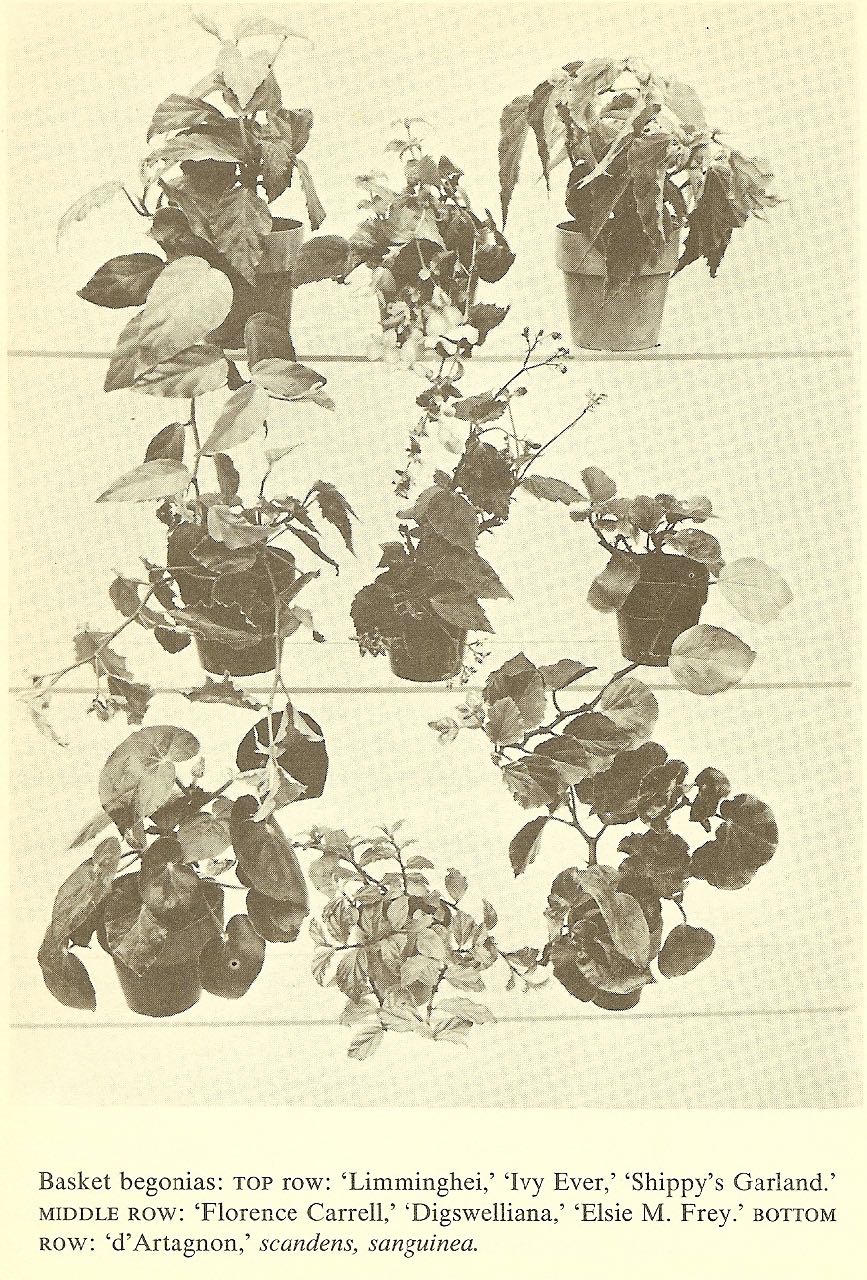 B. limminghei